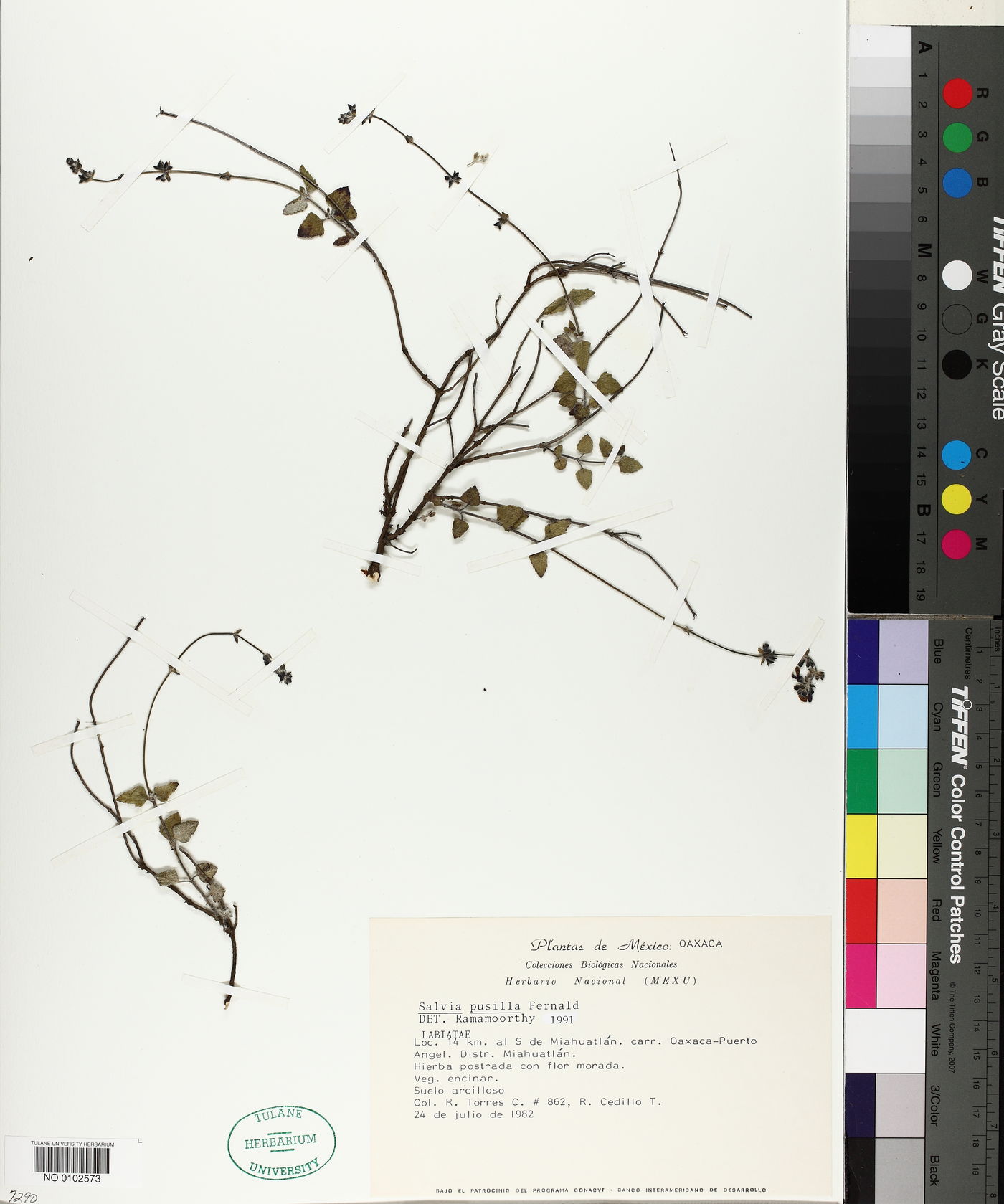 Salvia pusilla image
