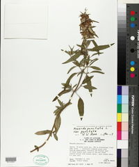 Monarda punctata image