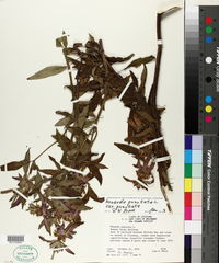 Monarda punctata image