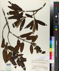 Image of Lepechinia salviifolia