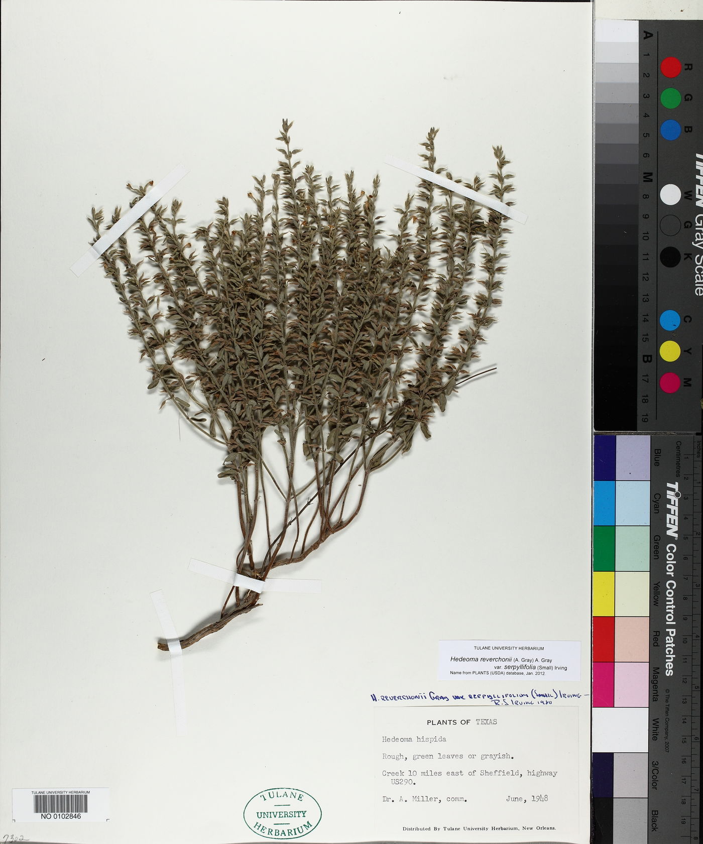 Hedeoma reverchonii var. serpyllifolia image