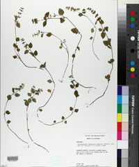 Clinopodium gracile image