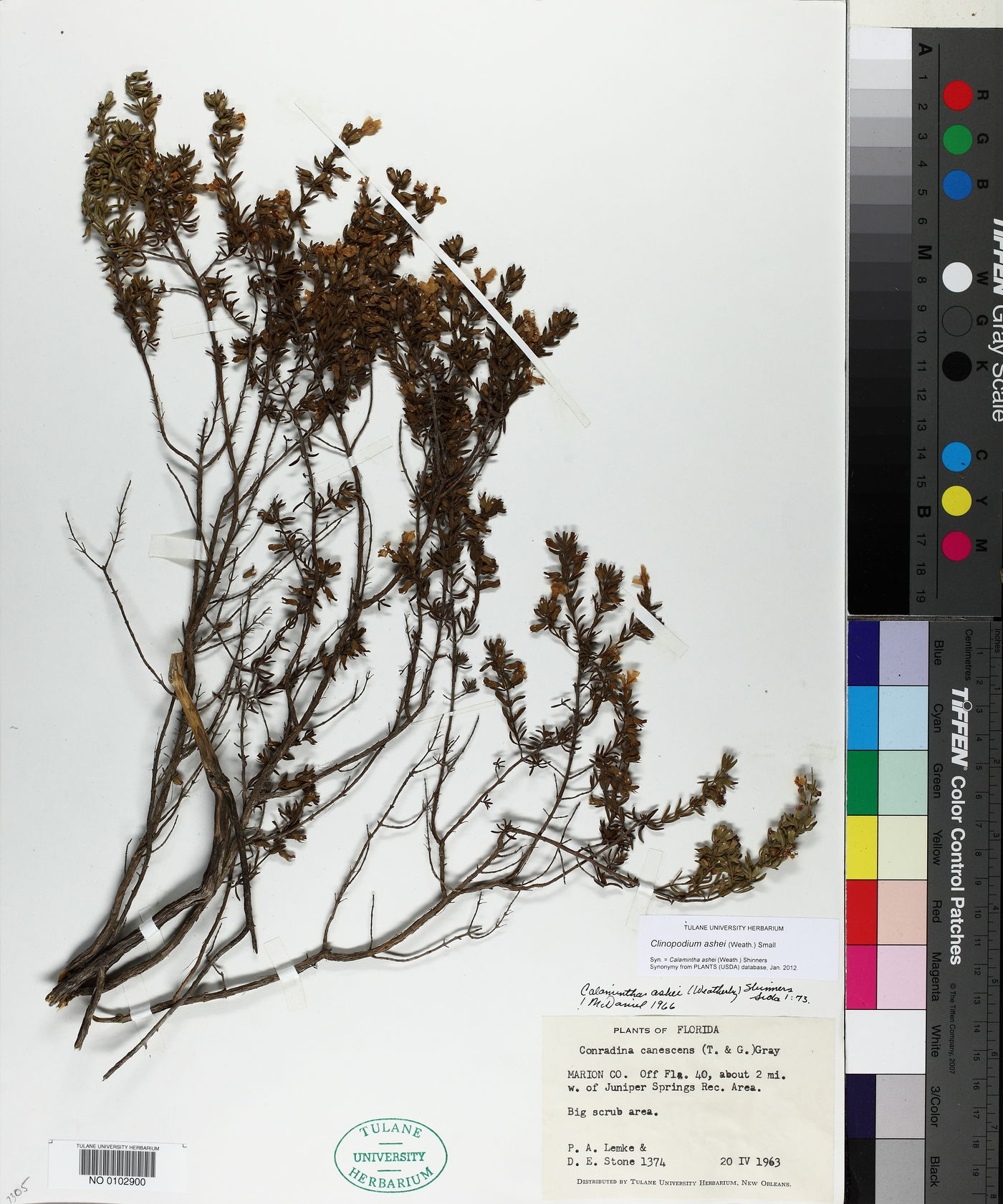 Clinopodium ashei image