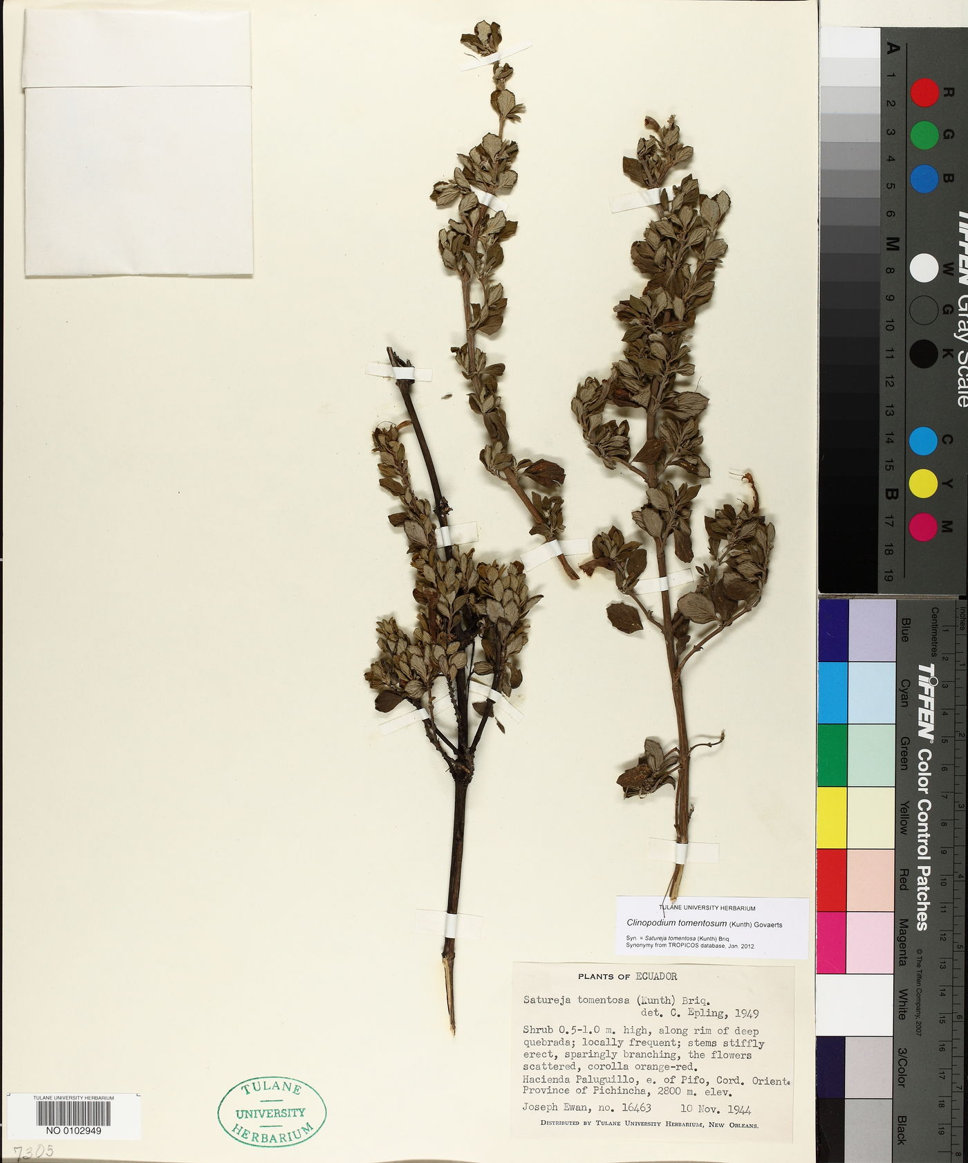Clinopodium tomentosum image
