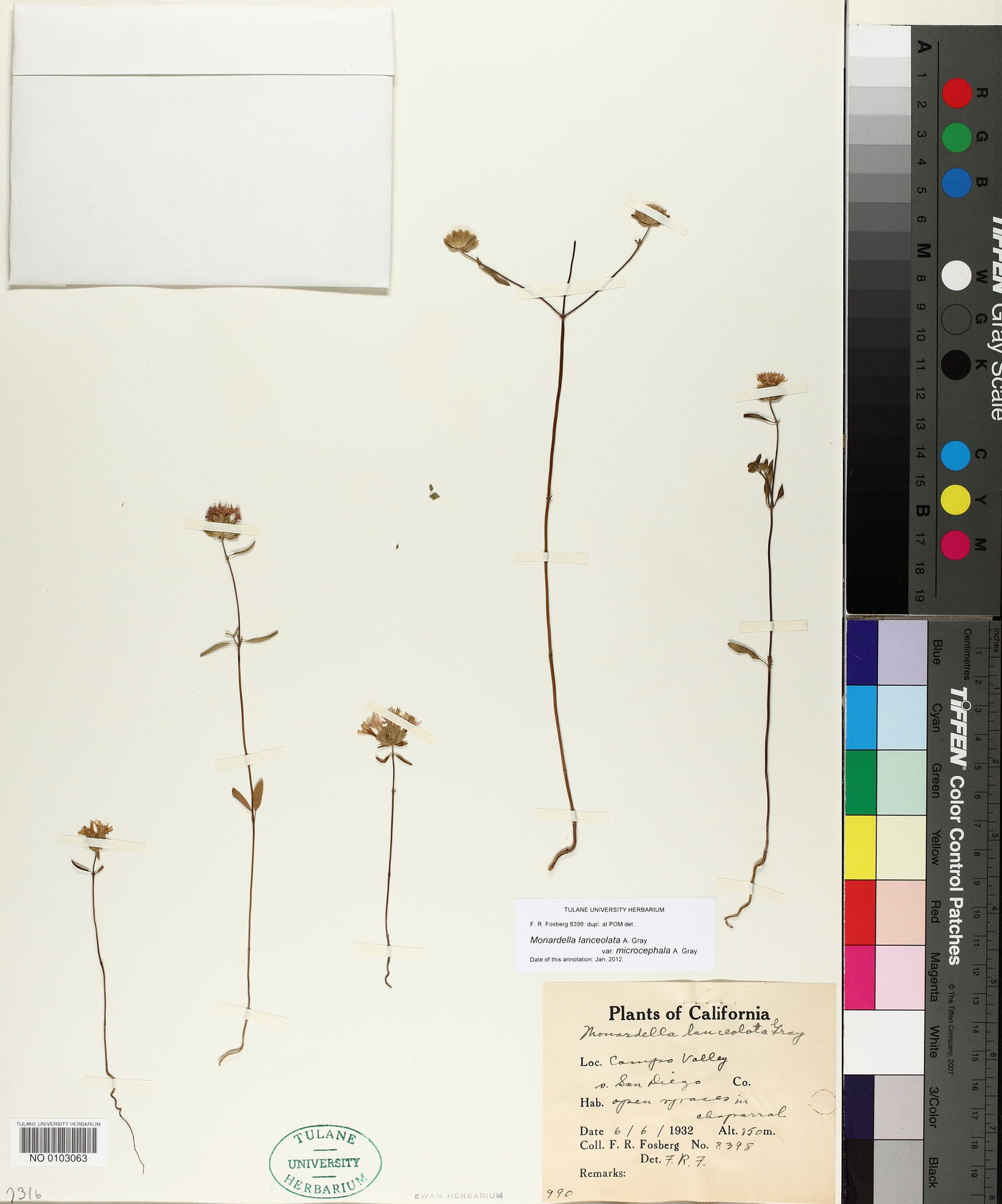 Monardella lanceolata image