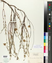 Monardella linoides subsp. viminea image