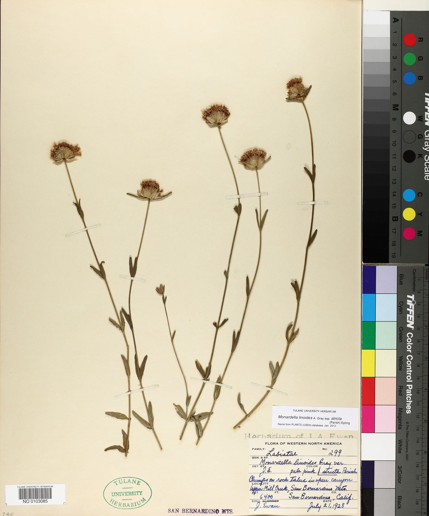 Monardella linoides subsp. stricta image