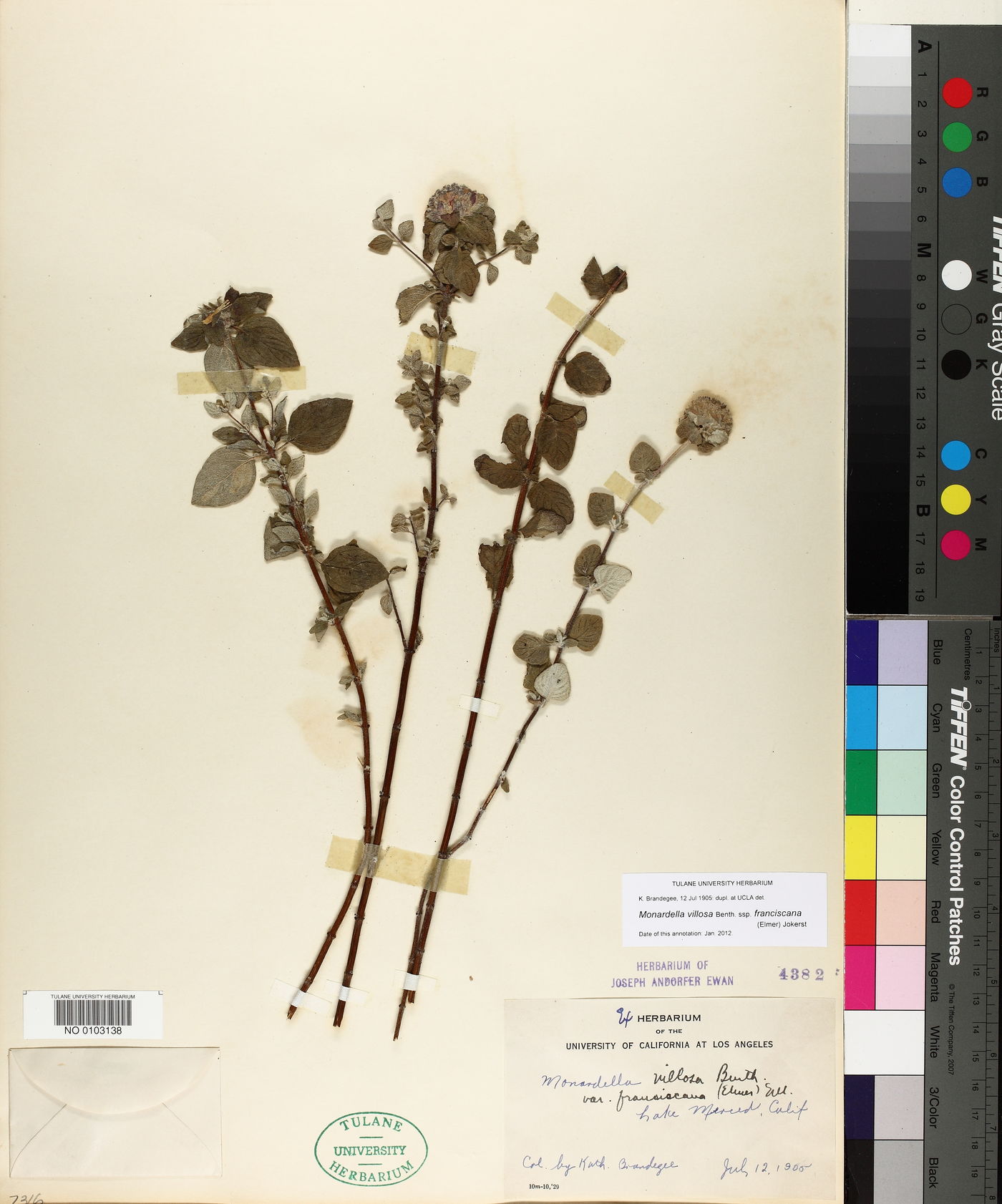 Monardella villosa subsp. franciscana image