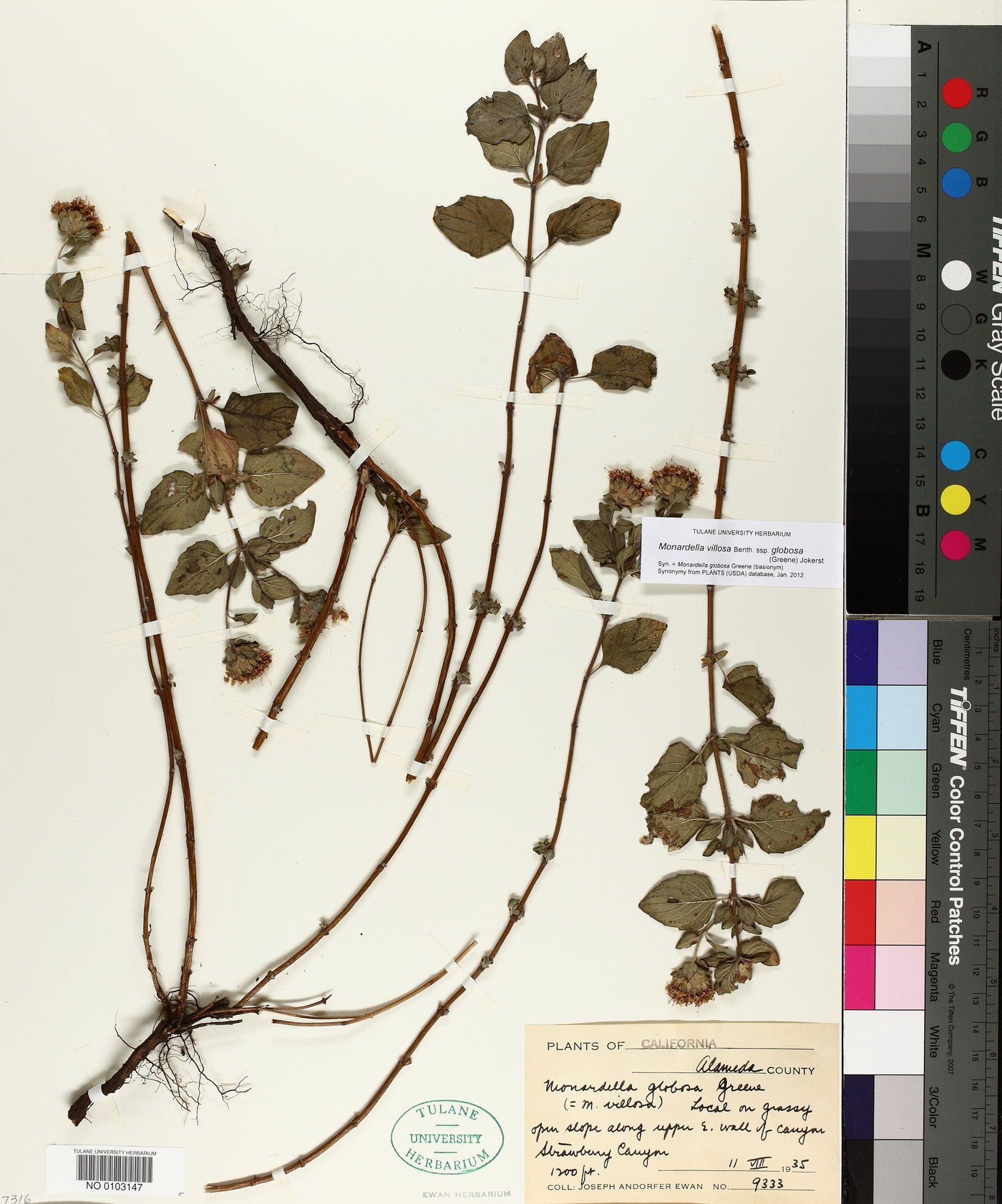 Monardella villosa image