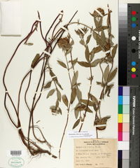 Monardella viridis subsp. saxicola image
