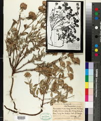 Monardella viridis subsp. saxicola image