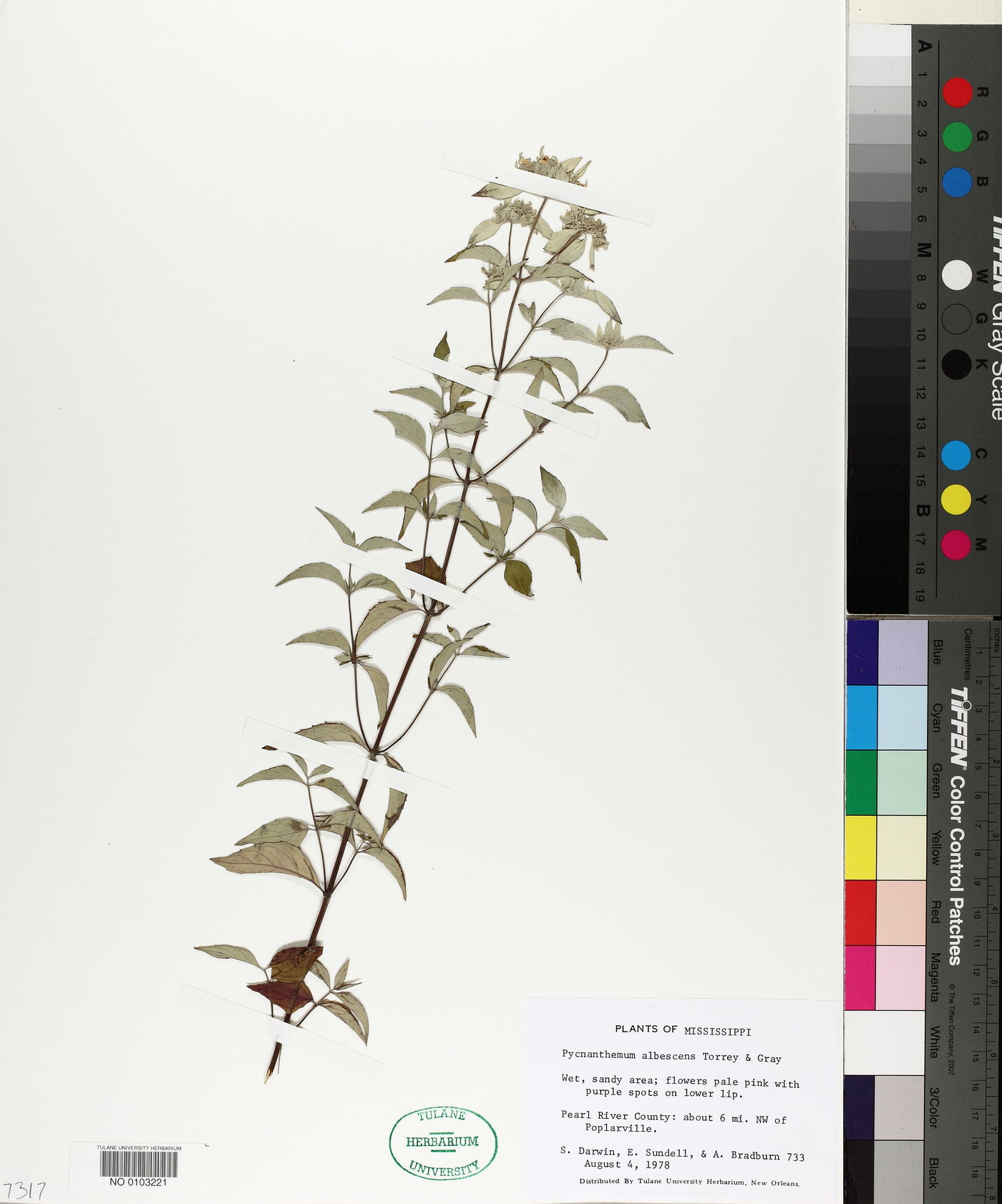 Pycnanthemum albescens image