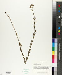 Pycnanthemum nudum image