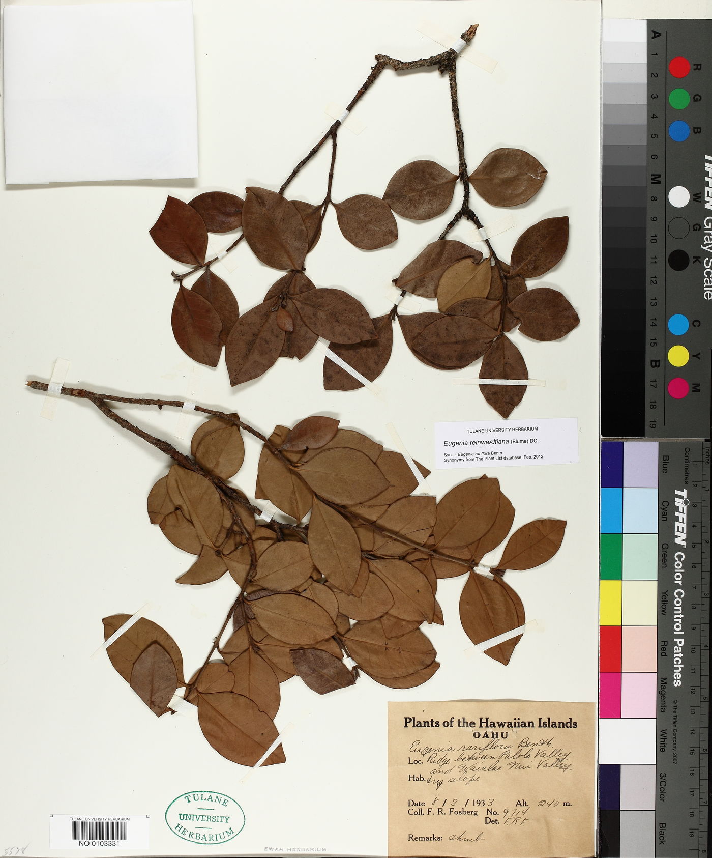 Eugenia reinwardtiana image