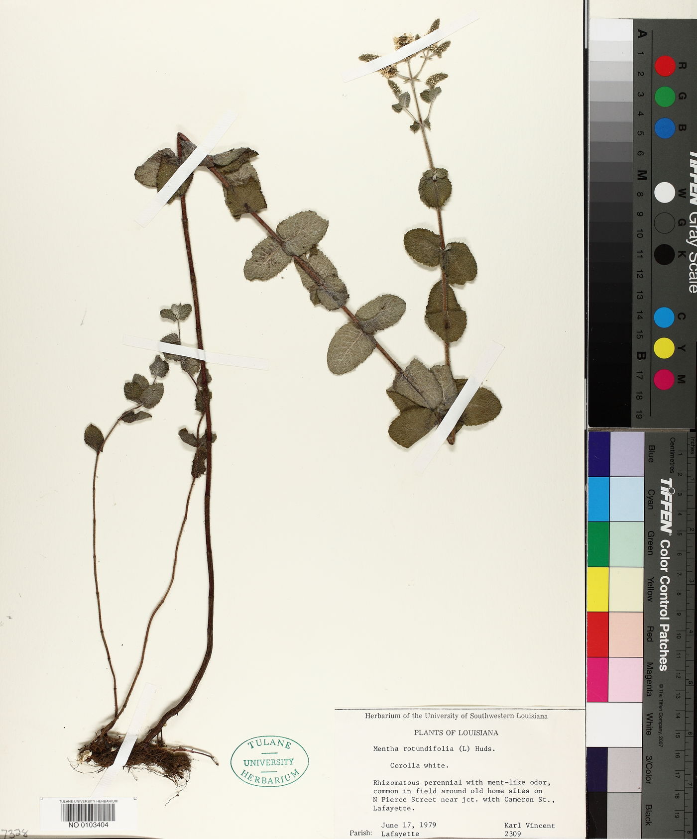 Mentha × rotundifolia image