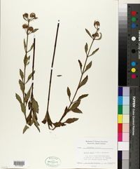 Hyptis alata image
