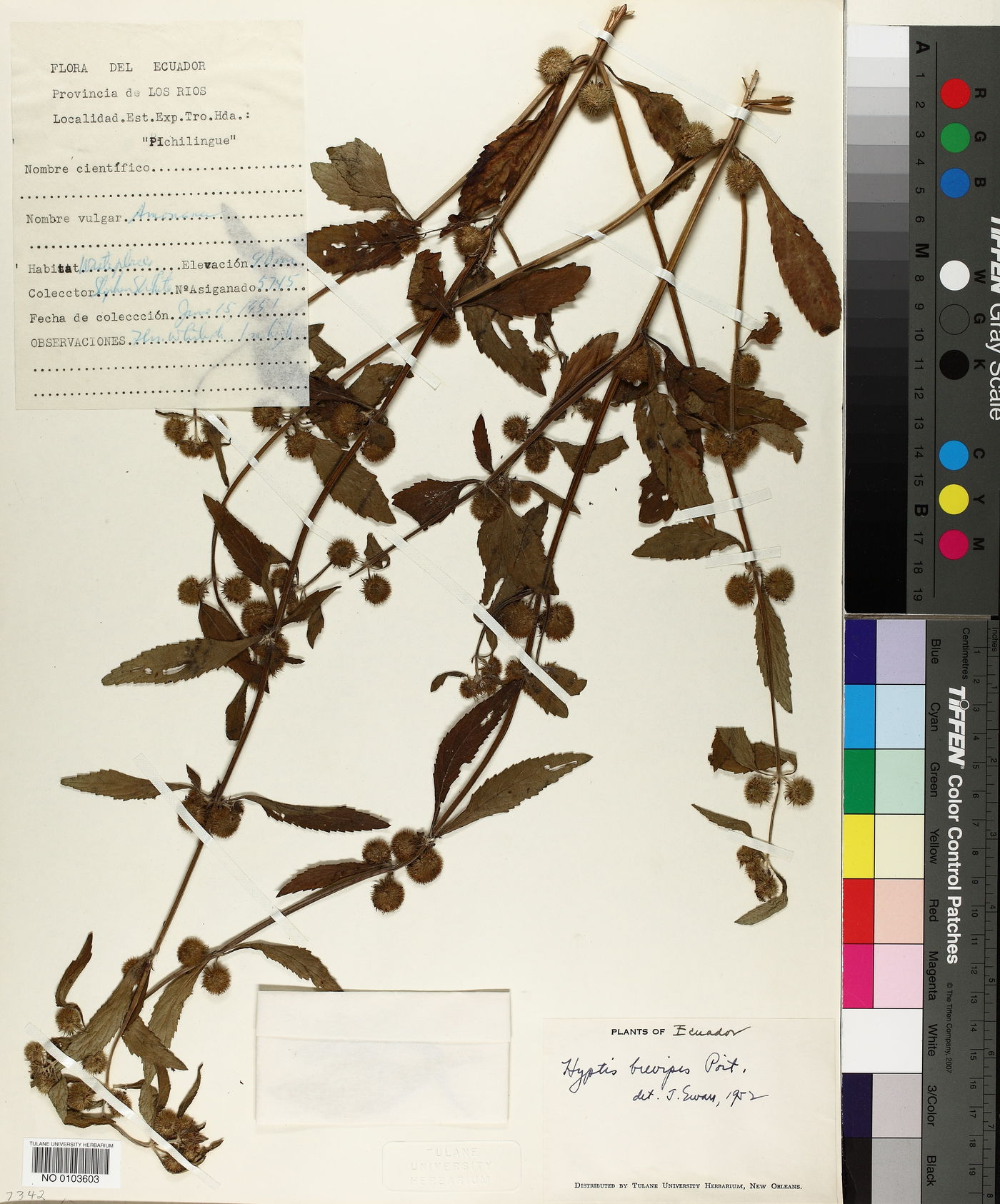 Hyptis brevipes image