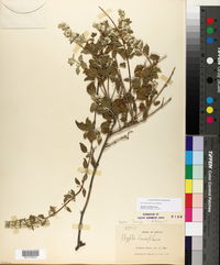Image of Condea laniflora
