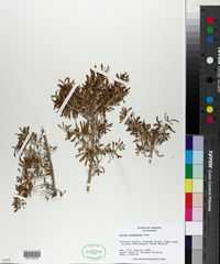 Lycium andersonii image