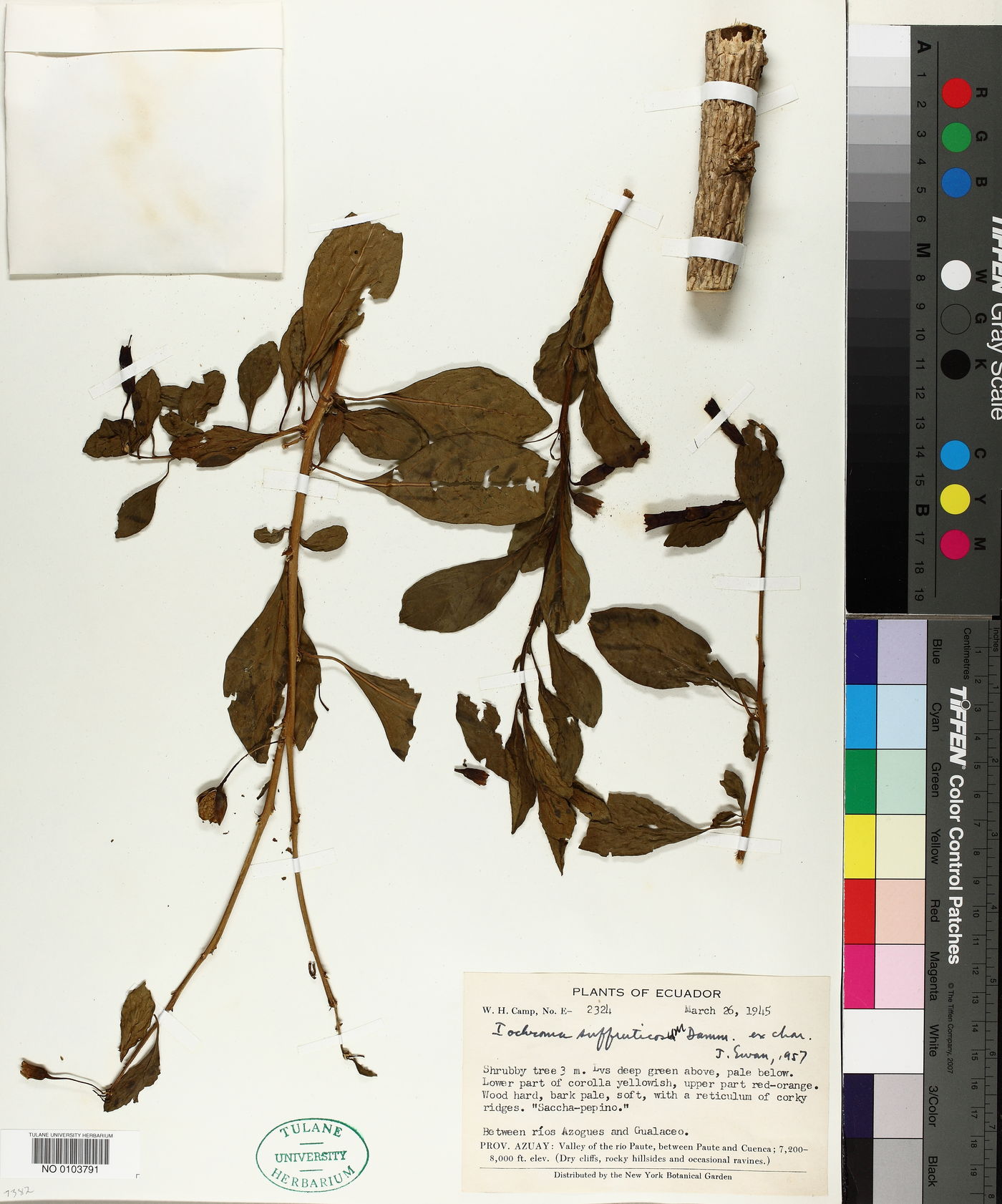 Iochroma suffruticosum image
