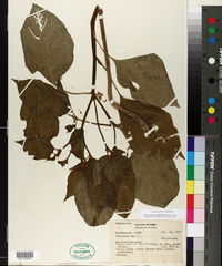 Image of Darcyanthus spruceanus