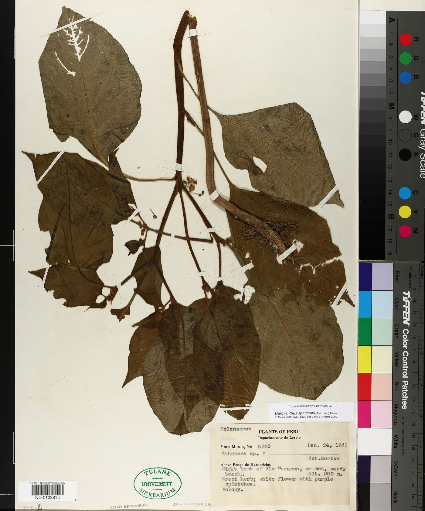 Darcyanthus spruceanus image