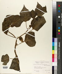 Physalis stapelioides image