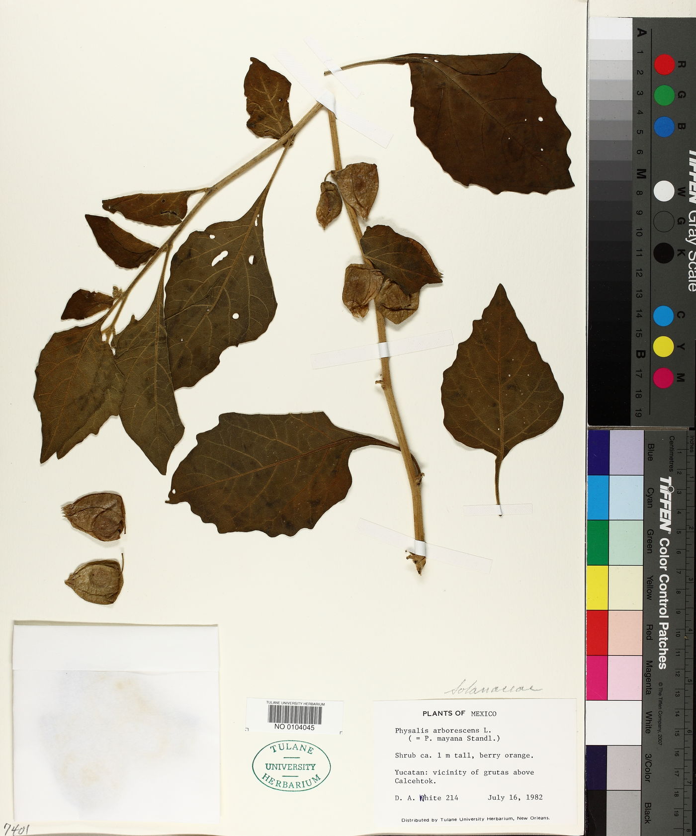 Physalis arborescens image