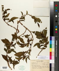 Aureliana fasciculata image
