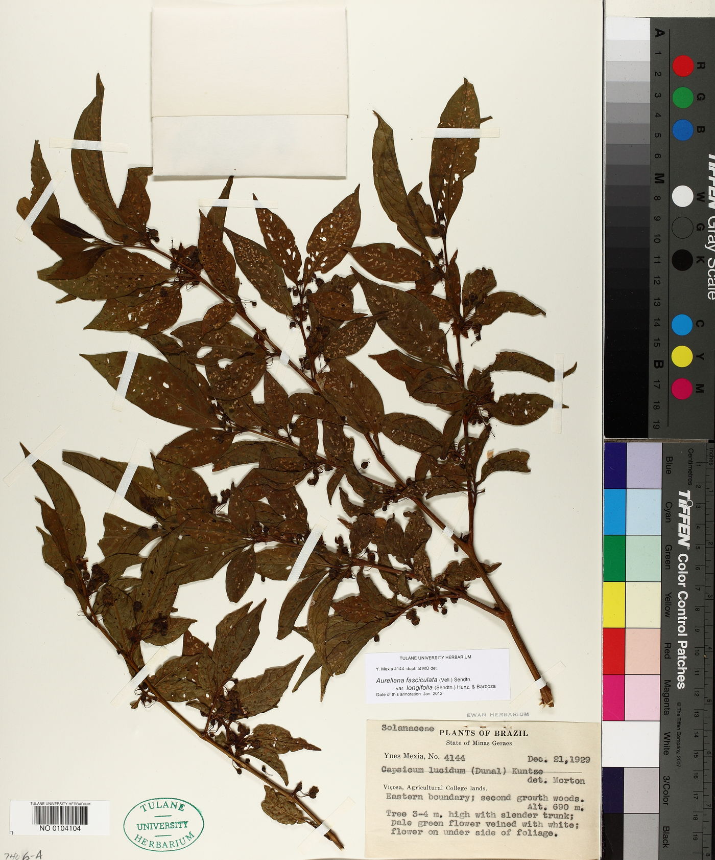 Aureliana fasciculata var. longifolia image