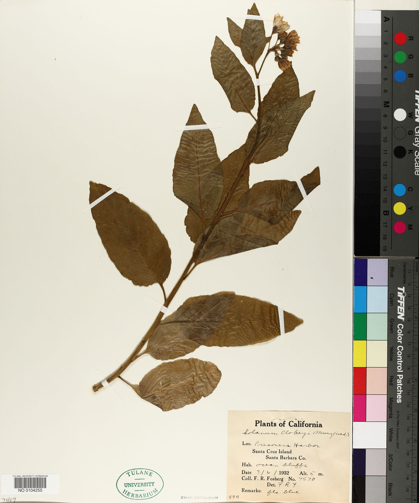 Solanum clokeyi image