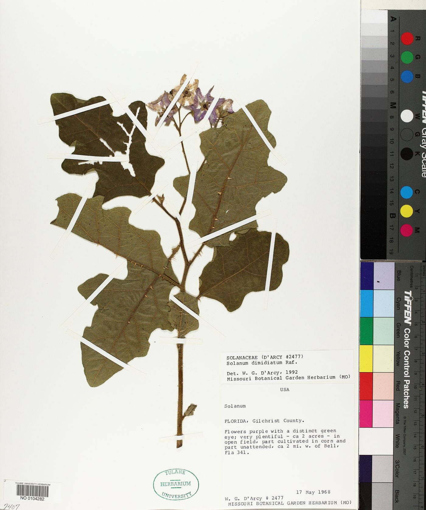 Solanum dimidiatum image