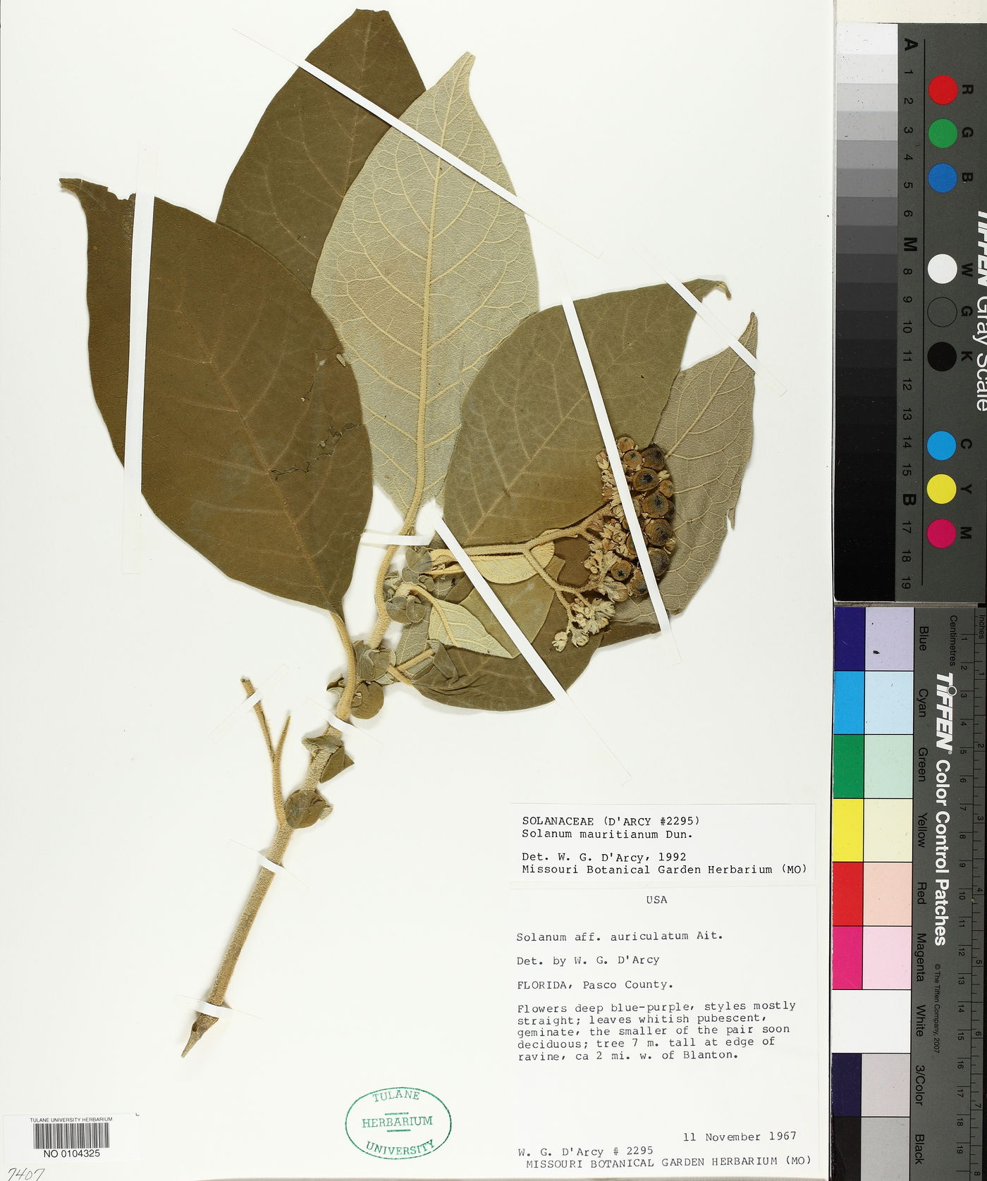 Solanum auriculatum image