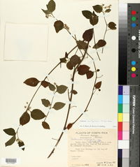 Solanum amethystinum image