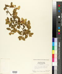 Image of Solanum aculeatum