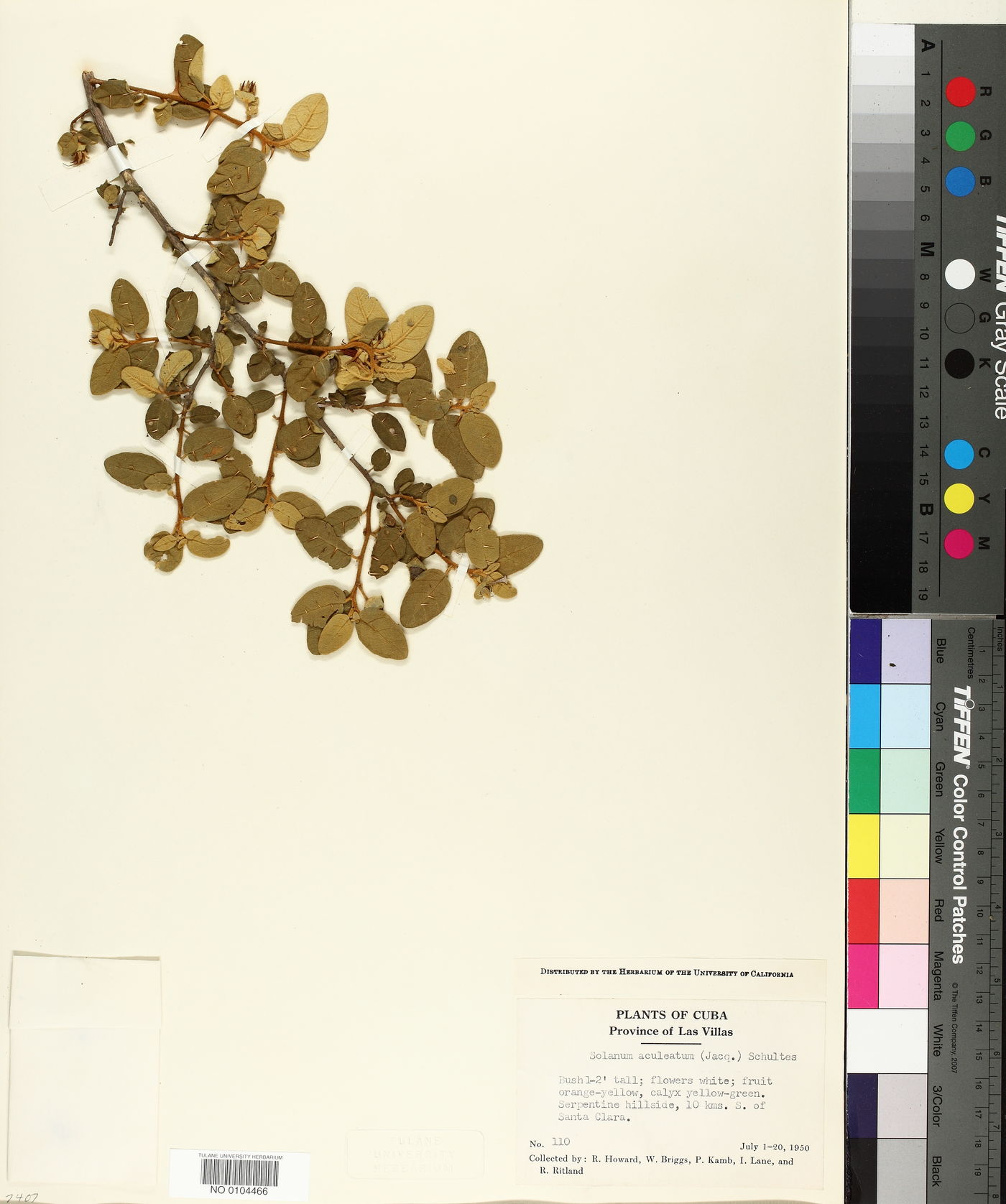 Solanum aculeatum image