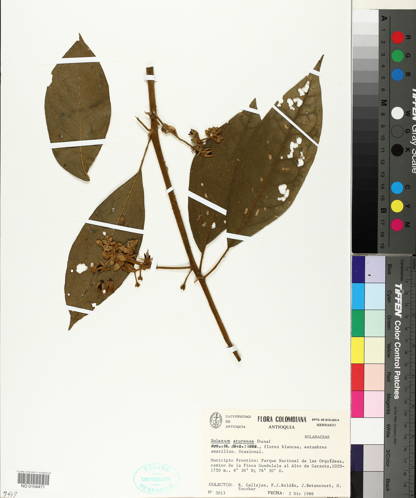 Solanum aturense image