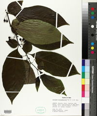 Image of Solanum anisophyllum