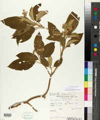 Solanum granuloso-leprosum image