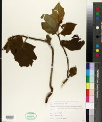 Solanum hispidum image