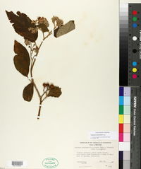 Solanum ochraceo-ferrugineum image