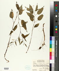 Solanum morellifolium image