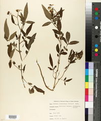 Solanum michoacanum image