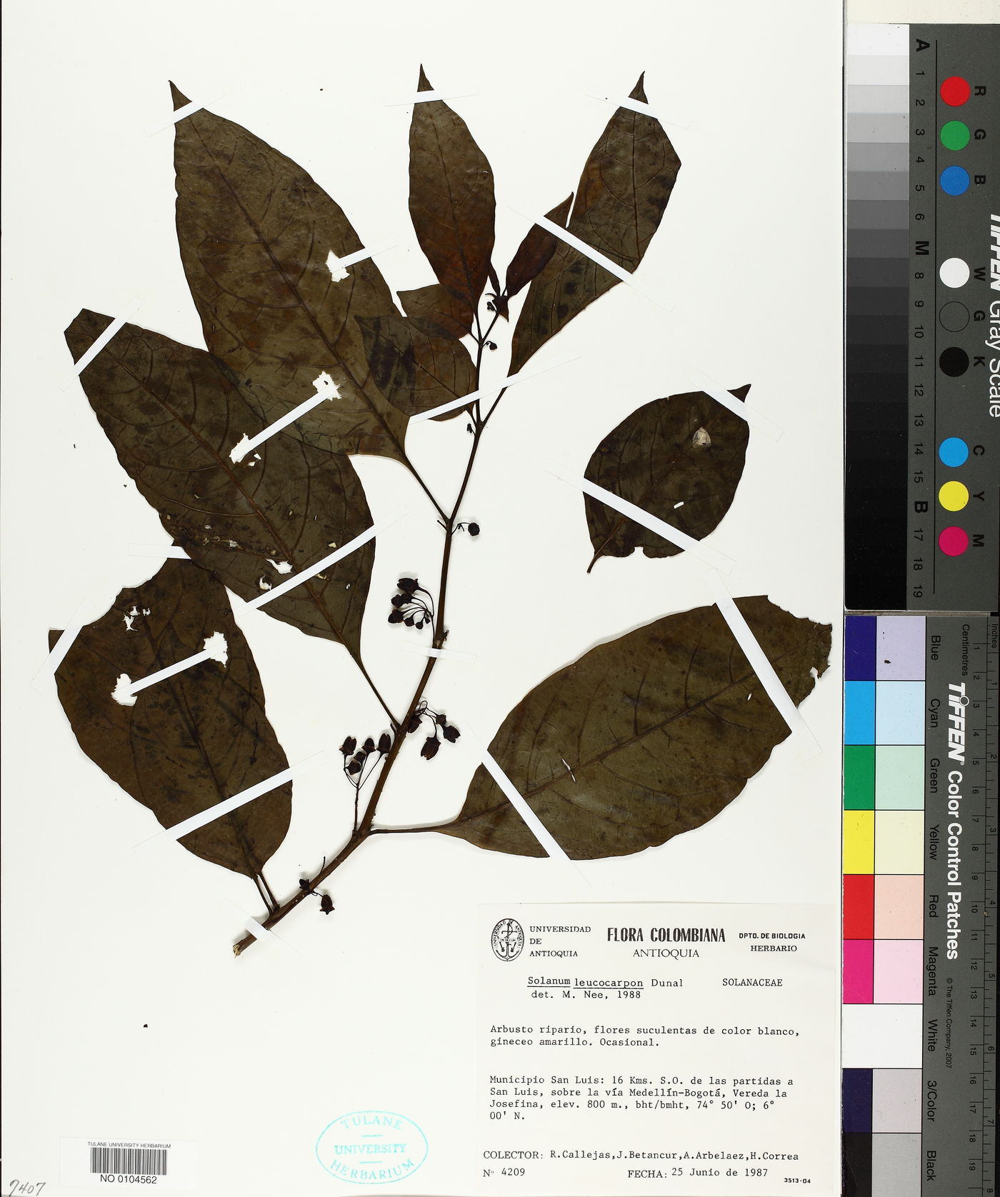 Solanum leucocarpon image