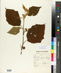 Solanum diversifolium image