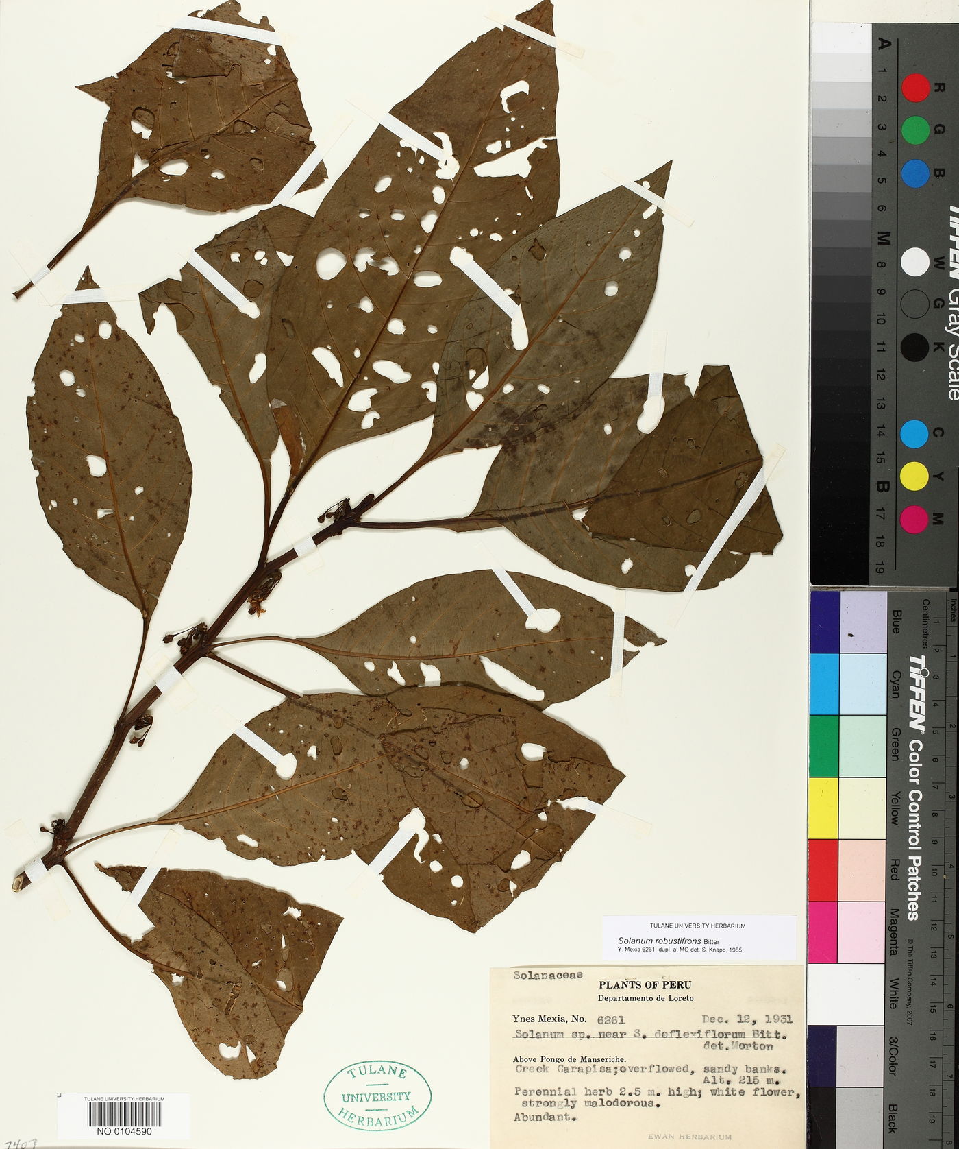 Solanum robustifrons image
