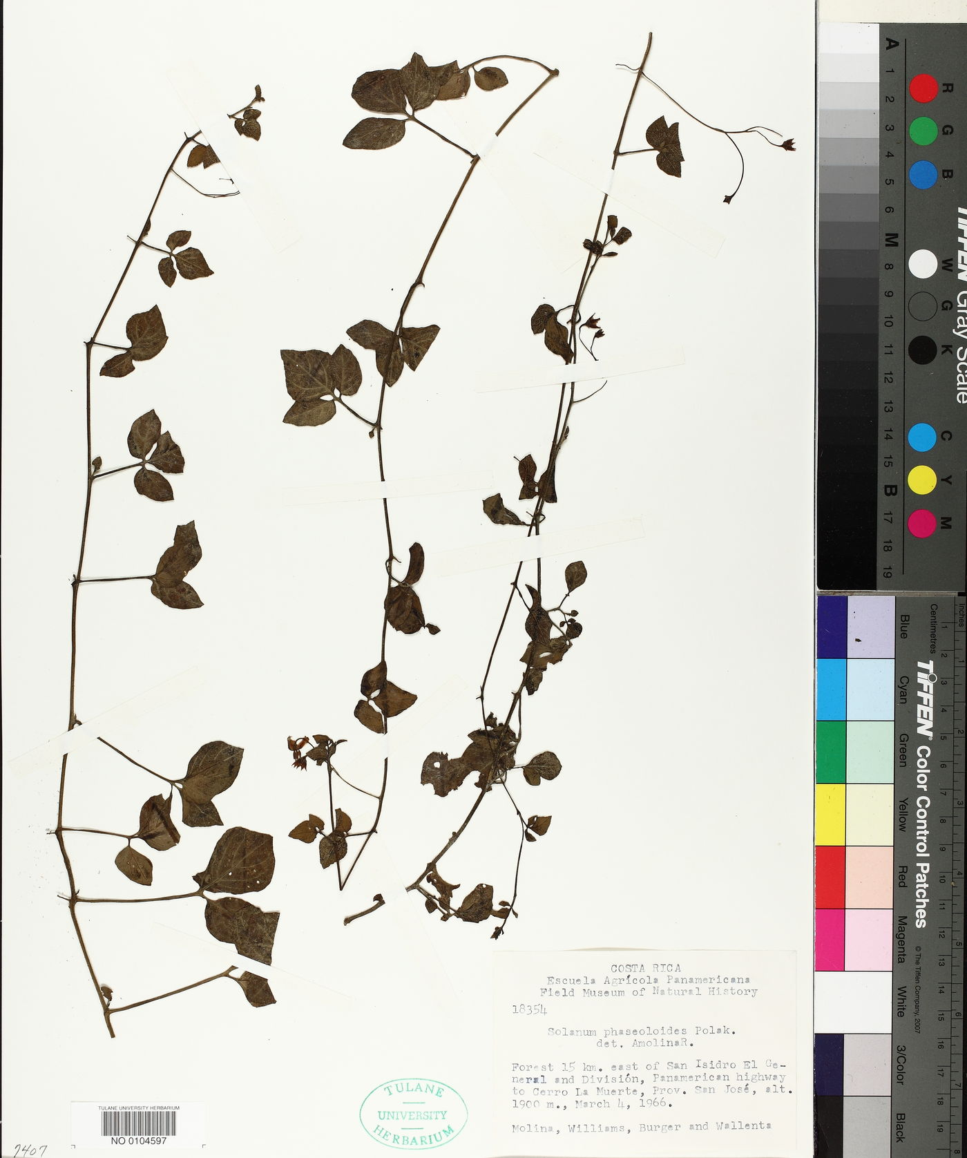 Solanum phaseoloides image