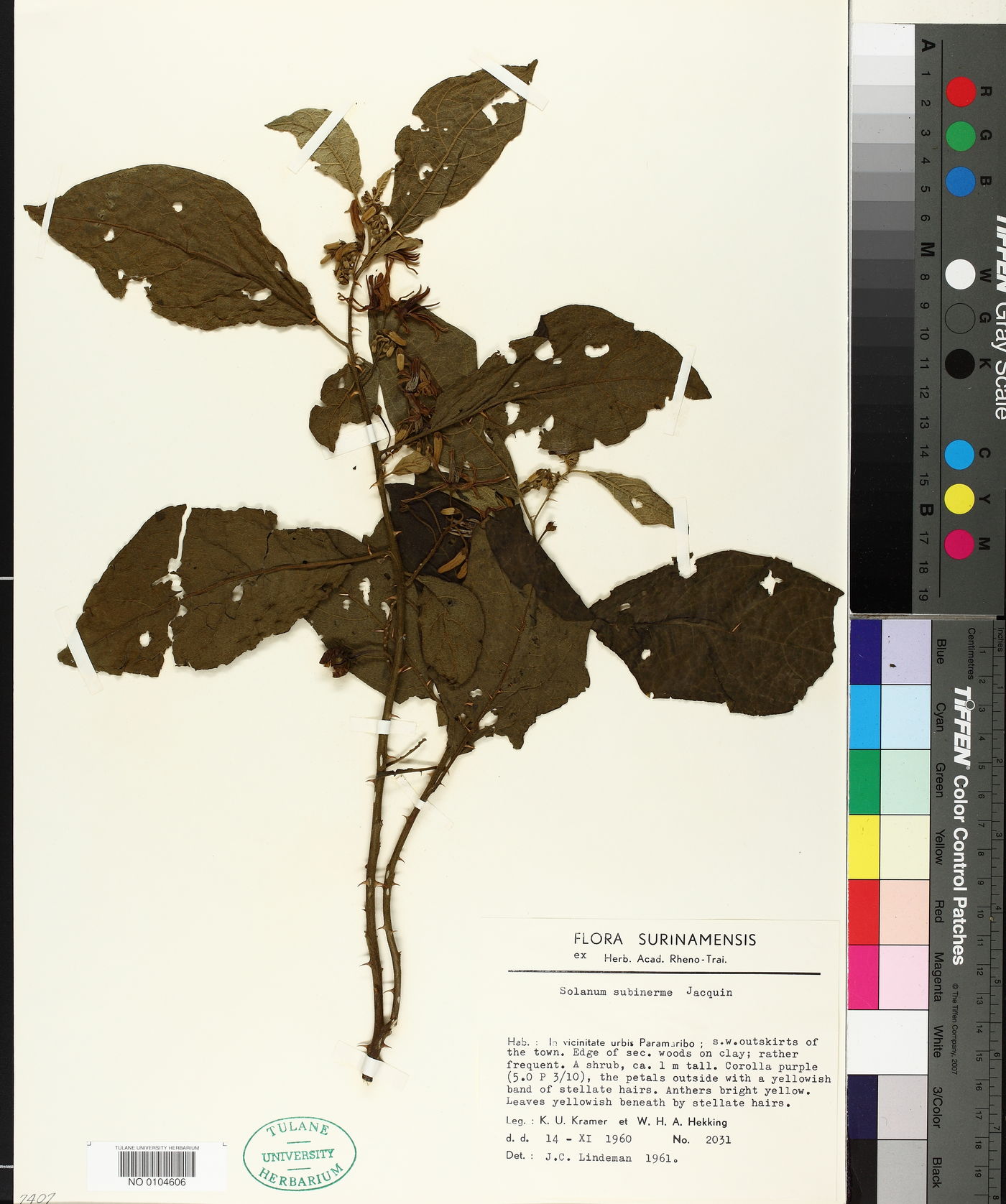 Solanum subinerme image