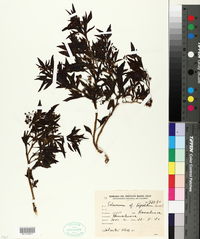 Image of Solanum tripartitum