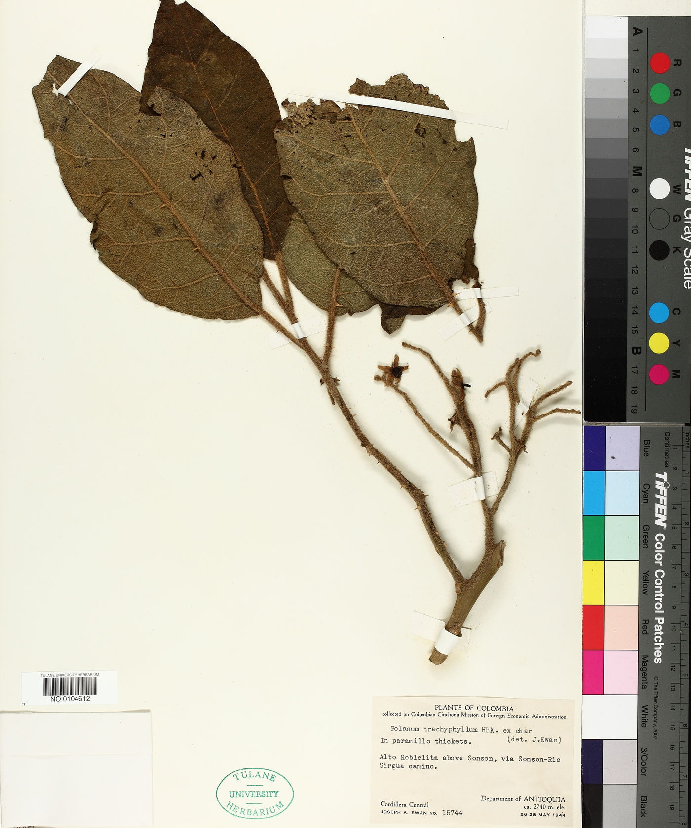 Solanum trachyphyllum image